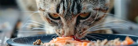 11 Human Foods Your Cat Can Eat Pawslover