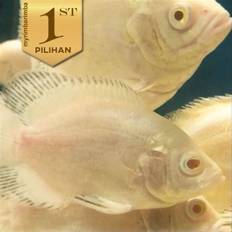 Jual Oscar Batik Albino Ikan Hias Hiasan Aquarium Tanaman Air Aquascape