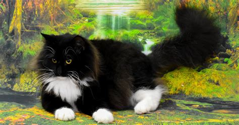 Norwegian Forest Breeders Australia Norwegian Forest Info Kittens