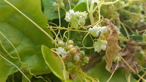 Cuscuta reflexa | Pha Tad Ke Botanical Garden