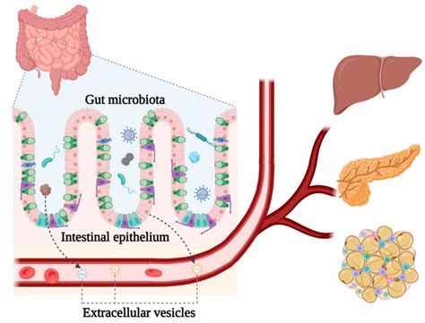 Genes Free Full Text Potential Mechanisms Of Gut Derived