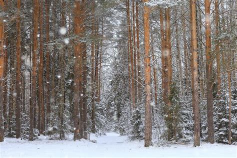 Abetos De Inverno Na Paisagem Da Floresta Neve Coberta Em Dezembro