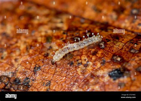 Biting Midge Larva Forcipomyia Sp Ceratopogonidae Diptera Sussex