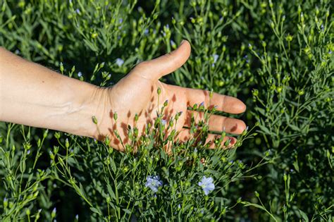 Female Hands Hold Flax Plants With Flowers Against The Background Of A