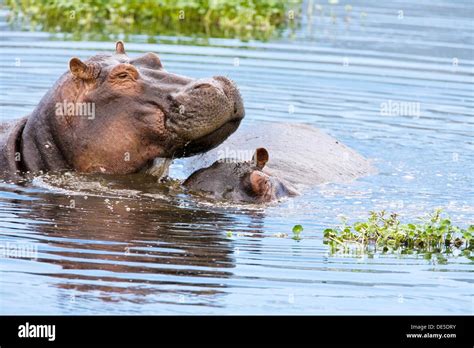 Two Hippos Hippopotamus Amphibius In The Water In The Ngorongoro