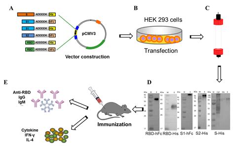 Human Fc Conjugated Receptor Binding Domain Based Recombinant Subunit