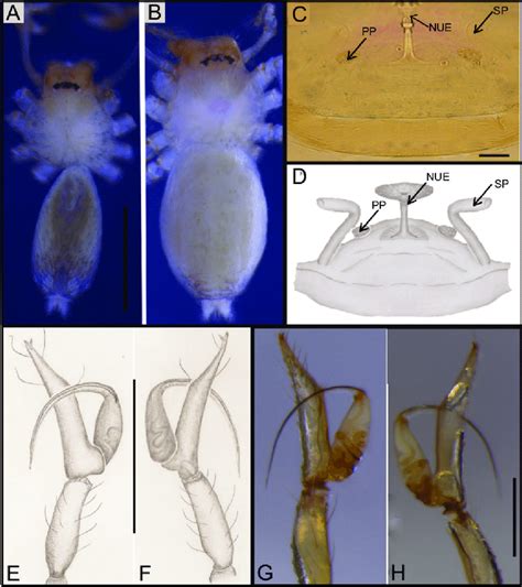 Ochyrocera Charlotte Sp N Male Holotype A E H Female Paratype Download Scientific