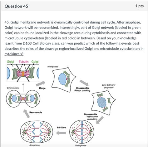 Solved Question Pts Golgi Membrane Network Is Chegg