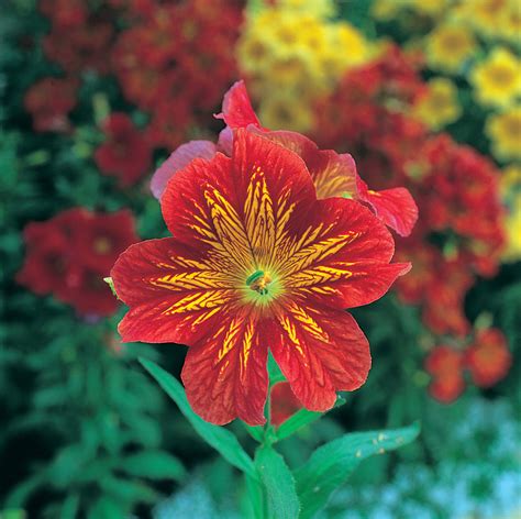 Salpiglossis Sinuata F Royale Red Bicolor Muller Seeds