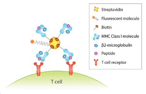 Detection Of Human Antigen Specific T Cells With Peptide Mhc Pmhc