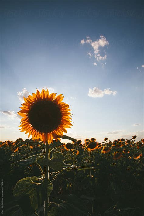 Single Sunflower By Stocksy Contributor Casey Mccallister Stocksy