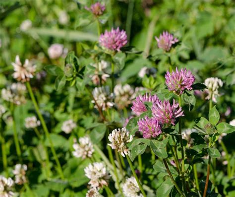 Unleash Natures Bounty The Ecosystem Benefits Of Clover In Your Yard