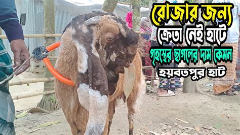 গৃহস্থের ছাগলের কেমন দাম নাটোর হয়বতপুর হাটে । রোজার মধ্যে ক্রেতা নেই হাটে তাই দাম কম। Goat