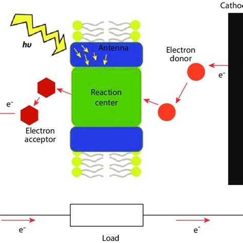 (PDF) Biohybrid Solar Cells