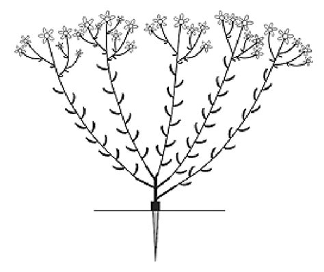 Model 3 Perennial Shrubs With Taproot And Orthotropic Stems That Arise