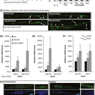 Nt Inhibits The Igf R To Akt Signaling Pathway In Human Melanoma