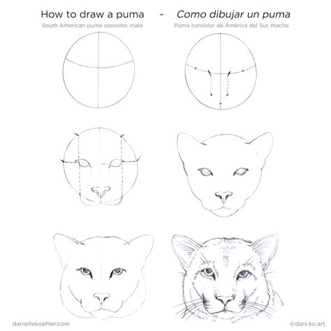 Dibujos De Puma Para Colorear E Imprimir Atelier Yuwa Ciao Jp