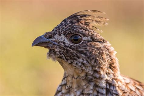 140+ Ruffed Grouse Grouse Camouflage Bird Stock Photos, Pictures ...