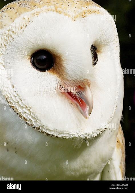 Barn Owl Eyes Close Up