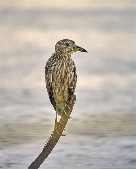 Juvenile Black Crowned Vs Yellow Crowned Night Heron Bird Id Guide
