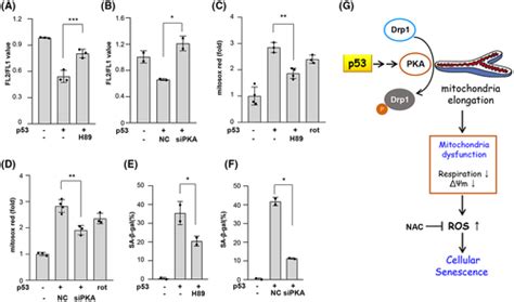 P53 Regulates Mitochondrial Dynamics By Inhibiting Drp1 Translocation