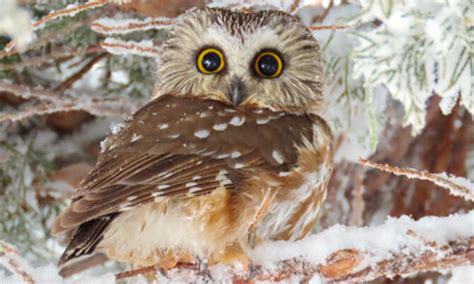 Northern Saw Whet Owl Habitat