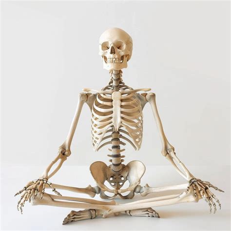 Realistic Human Skeleton On White Background Premium Ai Generated Image