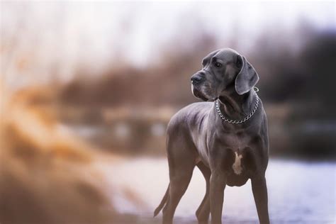 Veterinarka Upozorava Ovih Osam Vrsta Pasa Ima Najgore Zdravstvene