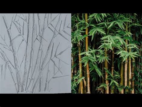 How To Draw Bamboo Bamboo Tree Pencil Sketch Easy Step By Step