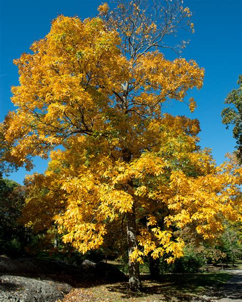 20 Most Common Trees in North America - ProGardenTips