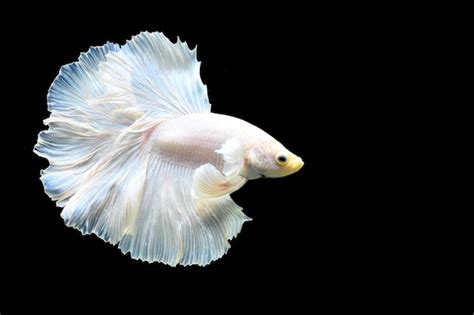 Premium Photo Betta Fish White Platinum Halfmoon Siamese Fighting