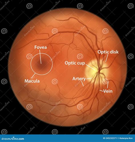 Normal Retina