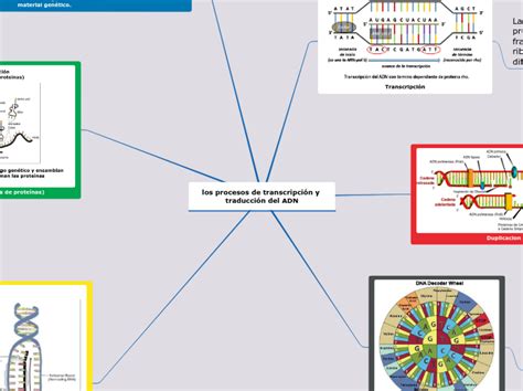 los procesos de transcripción y traducción Mind Map