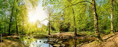 Lichtung Im Wald Mit Bach Und Sonne Stock Photo Adobe Stock