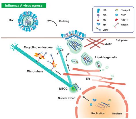 Viruses Free Full Text Microtubules In Influenza Virus Entry And Egress