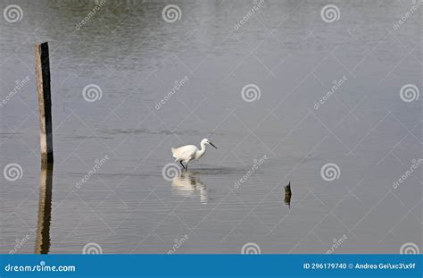 Bird In The Water Shore Beach Foraging In The Camargue Stock Photo