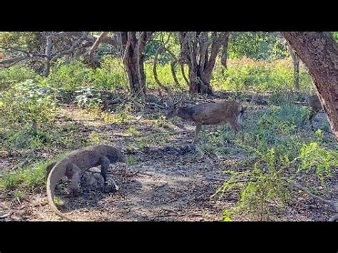 Komodo Getting Close To Deer Youtube