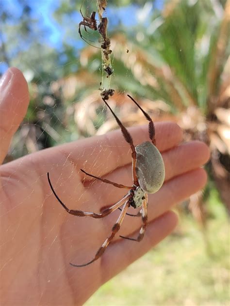 Australian Golden Orbweaver From Carnarvon Au Ql Bh Au Ql Au On