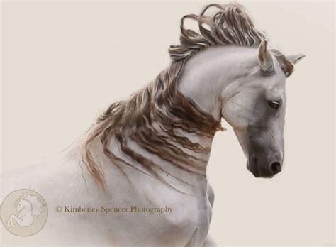 Mulberry Grey Horse