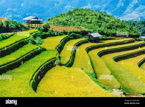 Landscape View Of Rice Fields In Mu Cang Chai District Yen Bai