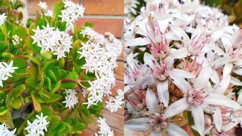 Cómo hacer que florezca tu árbol de jade para atraer la tranquilidad y