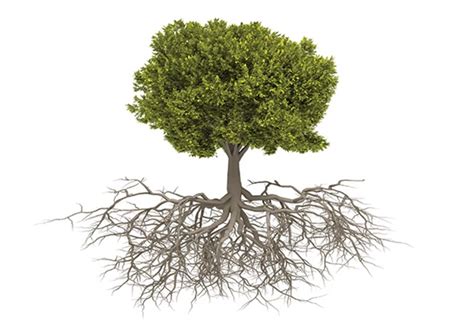 Planting Deep Roots Christianity Today