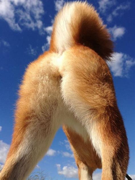 10 Amazing Facts About Your Dogs Tail 柴犬 ワンコ 犬 おもしろ