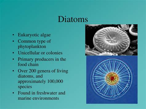 PPT - DIATOMS PowerPoint Presentation, free download - ID:256525