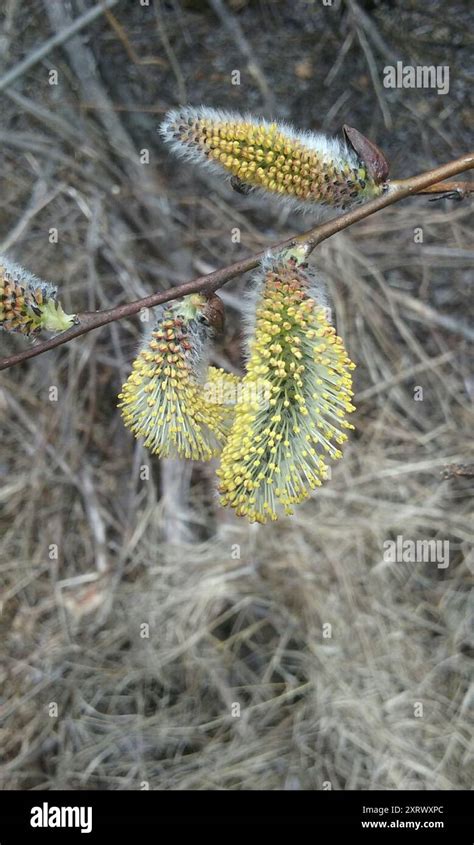 Pussy Willow Salix Discolor Plantae Stock Photo Alamy