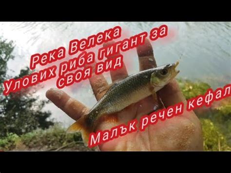 Река Велека, улових Малък речен кефал с размер почти 15 см.- до ...