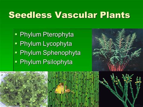 Vascular Seedless Plants Definition