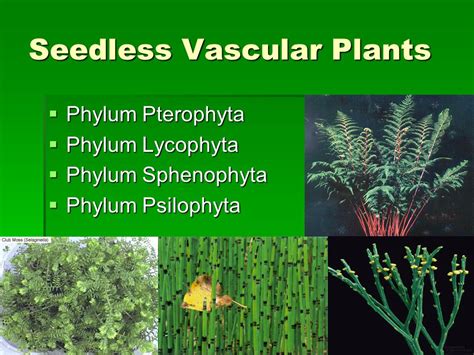 Types Of Seedless Vascular Plants