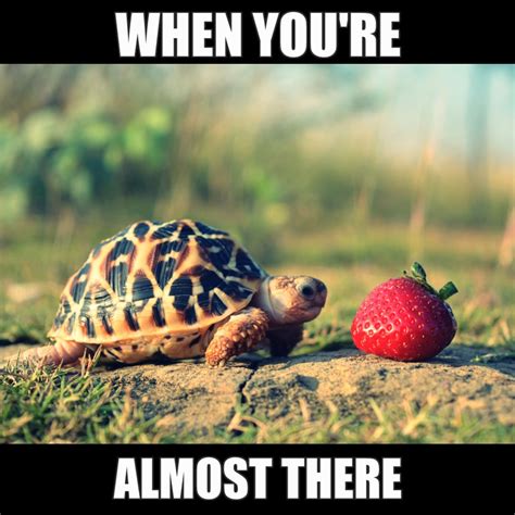 11 Funny Turtle Memes That Will Make You Smile