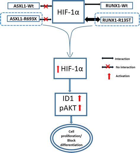 Schematic Presentation Of The Crucial Role Of Runx1 Mt In The